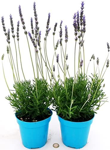 POWERS TO FLOWERS - LAVANDA INGLESE, 2 PIANTE VASO 14CM diametro, piante vere