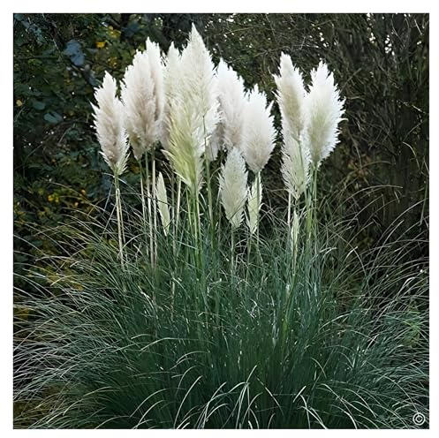 Stauden Gänge 5 x Cortaderia selloana 'Evita' Weißes Pampasgras winterhart | Pampasgras – imposantes, winterhartes Ziergras mit großen Federwedeln als Sichtschutz, mehrjährig, 1 L Topf (11x11 cm)