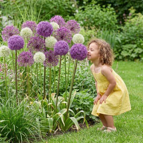 FLORIUM – Allium lökar fantasi budgetkollektion (5 jätte lök/växter), flerårig prydnadslöksblandning, vinterhärdig unika vårblommor för trädgård, rabatter (inga frön)