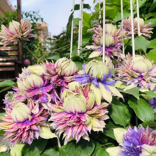 6bulbi di clematide - giardino di clematide rampicanti, decorazione soggiorno, balcone resistenti