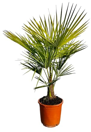 Sunny Tree - Palme - Trachycarpus Fortunei - Chinesische Fächerpalme - 120-140 Zentimeter - Hanfpalme - Winterhart bis -18