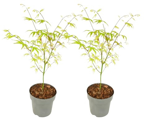 Plant in a Box - Acer palmatum 'Ukigumo' - 2er-Set - Japanischer Ahorn - ⌀15cm - Höhe 35-55cm