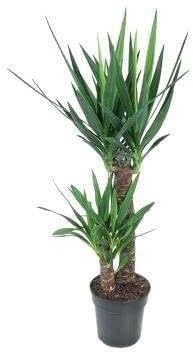 Fresh Plants Zimmerpflanzen -Yucca XXL - Zierpflanze mit robuste Eigenschaften, Ø 21 cm, Höhe 100 cm