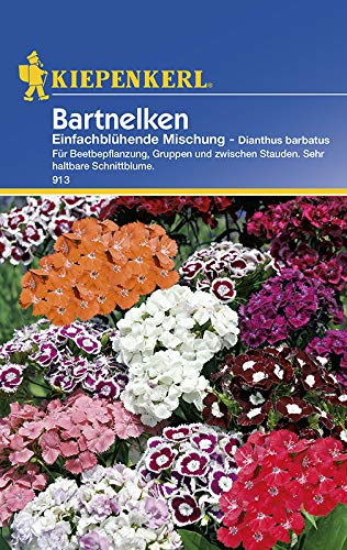 Kiepenkerl 913 Bartnelke Einfachblühende Mischung (Bartnelkensamen)