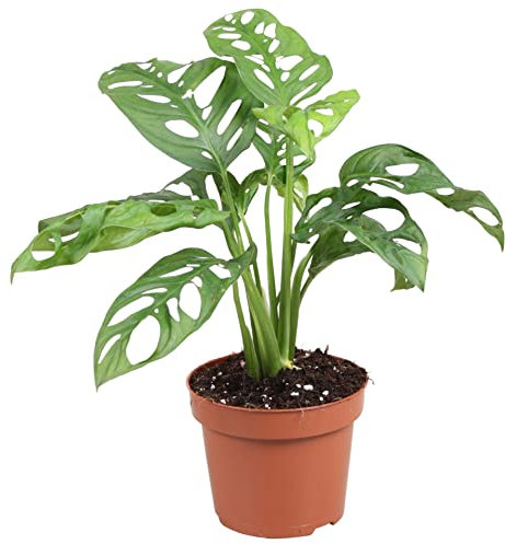 DECOALIVE Mini Planta Natural Monstera Adansonii para Decorar el Hogar