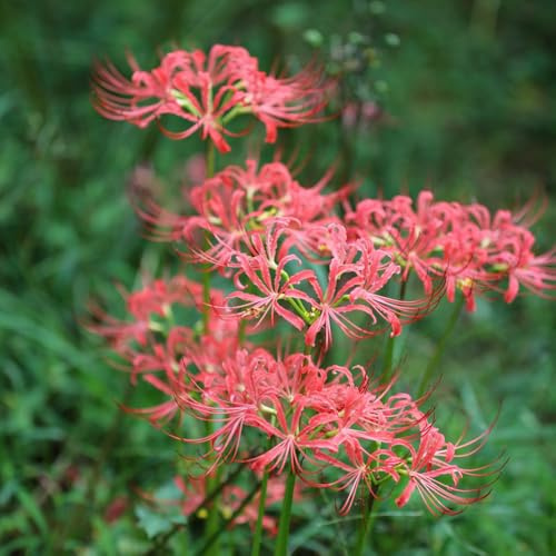 Giglio ragno - lycoris radiata - di sangue rari primaverili, lungo periodo di primaverili giardino, tappezzanti, resistenti, 12bulbi