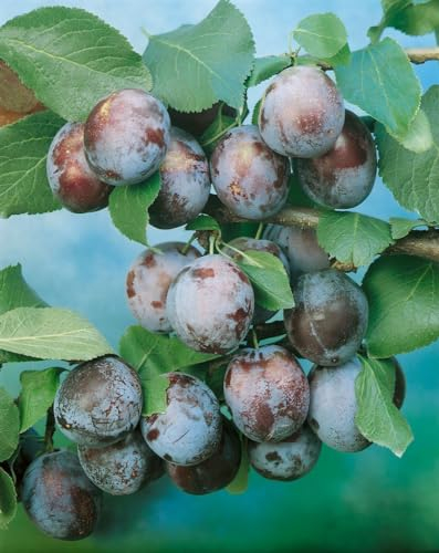 Prunus domestica 'Wangenheimer Frühzwetsche' 150–200 cm – Winterhart, Mehrjährig, Pflegeleicht – Zwetschgenbaum – Obstbaum für Garten & Obstgarten