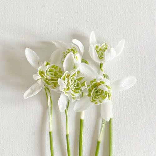 6 Pcs Schneeglöckchen Zwiebeln Kaufen - Galanthus Nivalis - Blumenzwiebeln Mehrjährig Winterhart, Frühlingsblumen Schneeglöckchen Deko Blumen Zwiebeln, Frühlingsblüher Zwiebeln, Seltene