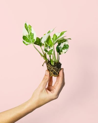 PUR PLANT Potho variegado N'Joy | Planta natural de interior colgante y resistente | Compacta, decorativa y purificadora de aire | Maceta de Ø6 cm