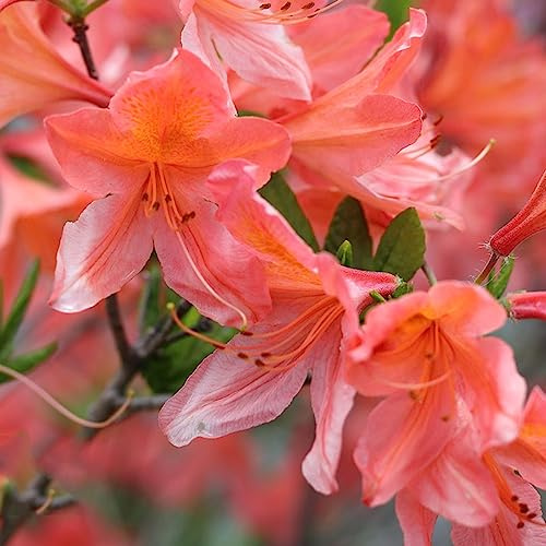 semi di rododendro, azalea, d'appartamento esotiche resistenti balcone con recisi tappezzanti giardino rampicanti esterno 60pcs