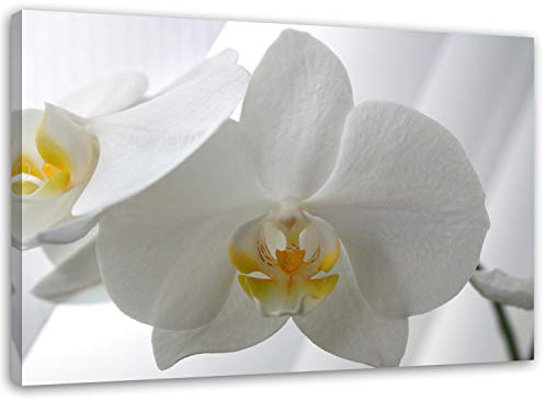 Feeby. Wandbild - 1 Teilig - 40x60 cm, Leinwand Bild Leinwandbilder Bilder Wandbilder Kunstdruck, ORCHIDEE, NATUR, WEIß