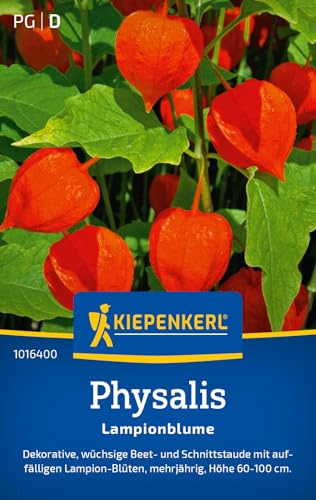 Kiepenkerl Physalissamen Lampionblume 1016400, Blumensaat | Wuchshöhe 60-100 cm, Inhalt für 40 Pflanzen, Aussaat ab Saatbeet, mehrjährig