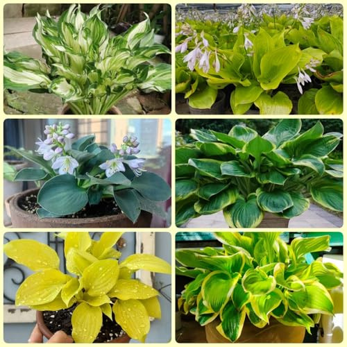 Semi di Hosta, semi da giardino Hosta plantaginea, regali sostenibili da esterno Semi resistenti 100pcs