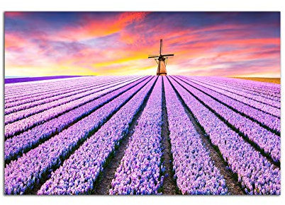 Startonight Cuadro sobre Vidrio - Campo de Lavanda al Amanecer - Moderno Cuadro de Cristal Acrílico 60 x 90 cm