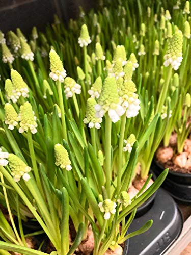 50 x White Grape Hyacinth Bulbs or Muscari 'White Magic' Free UK Postage