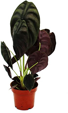 Exotenherz Alocasia cuprea « Red Secret », racine tropicale, alocasie, feuille de flèche métallique, secret rouge, pot de 12 cm