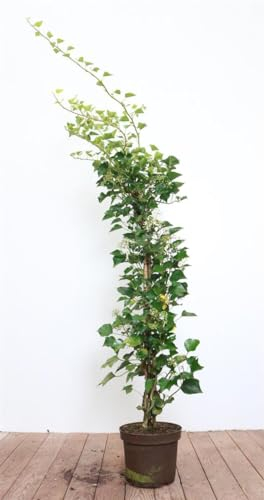 Hedera helix 'Arborescens' 80–100 cm – Immergrün, Winterhart, Pflegeleicht – Strauch-Efeu – Bodendecker für Garten & Beet