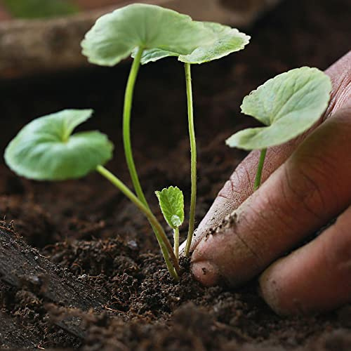centella asiatica, gartendeko für draußen bio bodendecker küche 200samen