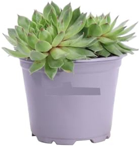 Semprevivi (Sempervivum) 3 Piantine in Vaso | Succulente perenni a rosetta, Pianta Grassa, Resilienti e Colorate, Bassa Manutenzione | Ideali per Giardini, Aiuole, Terrazzi, Bordure e Vasi