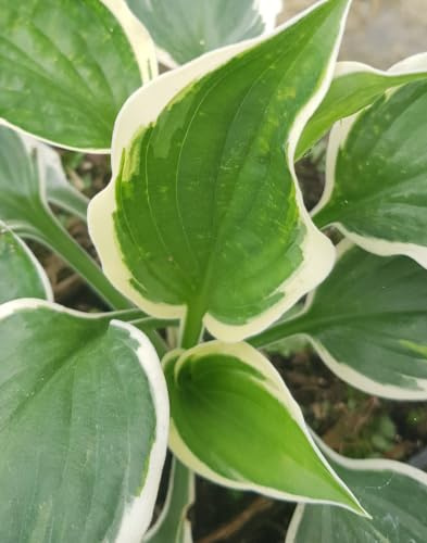 Hosta fortunei 'Patriot' / Lis plantain/conteneur de 2 à 2.9 litres/Vivace d'ombre