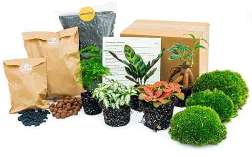 urbanjngl - Planten Terrarium Paket – 5 Terrarium Pflanzen, Nachfüll- & Startset für DIY Terrarium, Mini Ökosystem Pflanzen, ideal für Innenräume, pflegeleicht und dekorativ