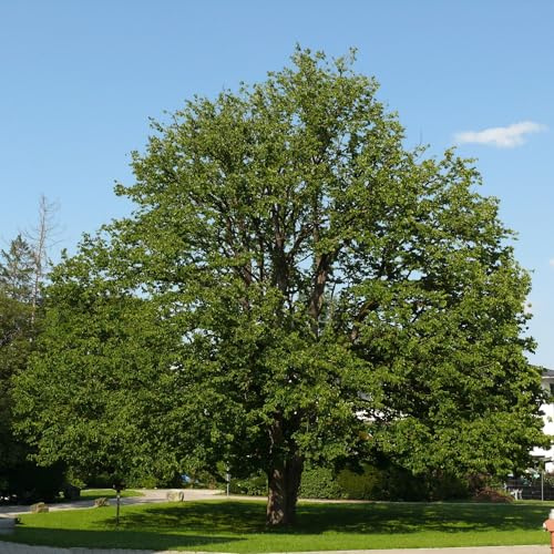 Vivai le Georgiche - Pianta vera di Corylus colurna Corylus avellana 'Colurna' Nocciolo turco - altezza alla vendita 80-100 cm