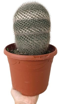 Cactus y suculentas (Mammillaria hahniana)