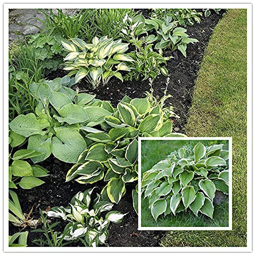 Hosta Funkia/Crescita Naturale/Forte Resistenza/Ideale per la Semina estiva-20 Rizoma: La confezione contiene semi