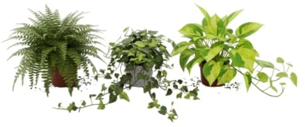 DECOALIVE Set Verde Vivo Helecho, Hiedra y Poto Plantas Naturales para Decoración Interior