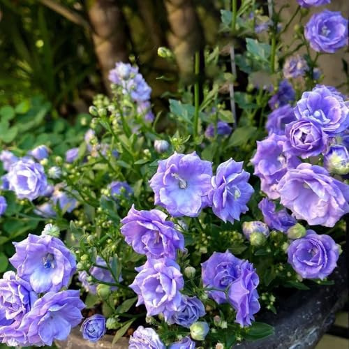 glockenblume, balkonpflanzen winterhart glockenblume blumensamen balkon, winterharte kübelpflanzen wildblumen 550samen