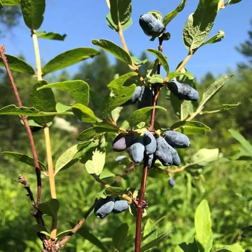 Mirtillo siberiano Coltivare verdi, appartamento mirtillo biologici siepi, decorazioni per il soggiorno cespugli di bacche frutteto 130semi