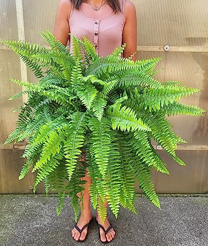 POWERS TO FLOWERS - FELCE DA INTERNO XXL, VASO 26CM, PIANTE PURIFICA ARIA, pianta vera