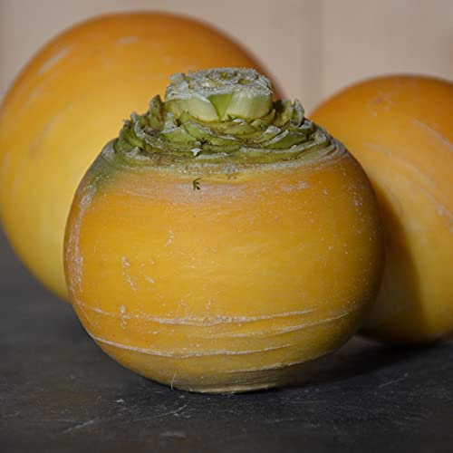 Lotto di 500 semi di rapa gialla a palla dorata -Vecchia varietà dal sapore fragrante - 100% naturale - Qualità gustativa - Sapore dolce e delicato - Garanzia di germinazione - 100% semi riproducibili