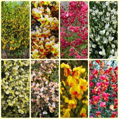 Semi di ginestra, Cytisus scoparius, per luoghi soleggiati resistenti all'inverno, regali sostenibili arbusti dalla resistente Le da giardino 600pcs