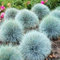 Haloppe 200 Pz Fiori di Festuca Blu Piante Semi per la Piantagione del Giardino di Casa, Semi di Erba di Festuca Blu Perenne Giardino Ornamentale Festuca Glauca Bonsai Semi di Festuca Blu
