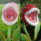 50 Rare Venere acchiappamosche Semi Strano Belle Pianta carnivora Semi di fiori in vaso Home Food Cordyceps spedizione gratuita Altri