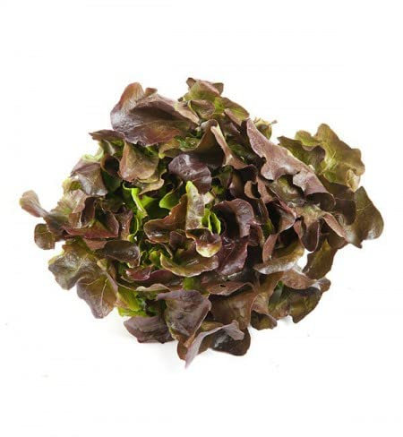 Lechuga Hoja de Roble | Pack de Semillas | Lechuga de Ensalada | Semillas para Cultivar en Casa