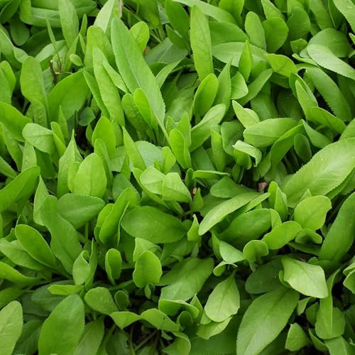 Pianta vera di Erba San Pietro - Diametro Vaso Ø 14 cm