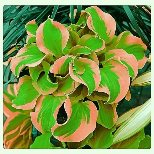 Hosta Strong Plants That Grow Well UK Now Simple Planting Perennial Mix Golden Jade Carving Feels Perfect Bulbs for Planting Now UK