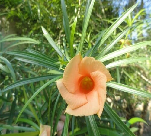 New Fresh Oleander Flower Seeds 100pcs Orange