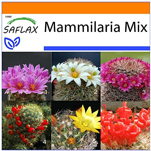 SAFLAX - Garden in the Bag - Kaktusar - Mammilaria Mix - 40 Frön - Med underlag i en passande resväska - Mammilaria Mix