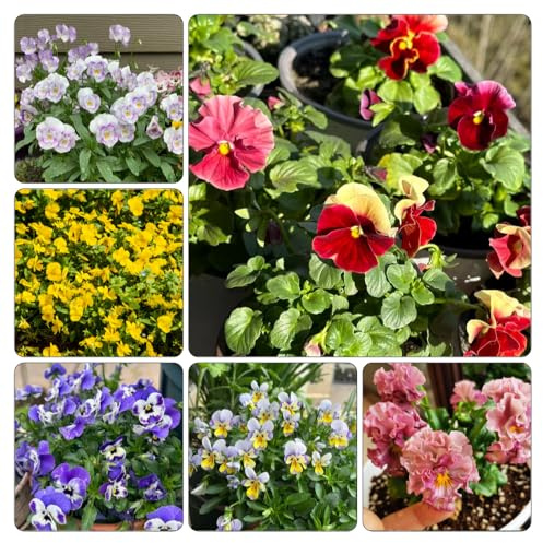 stiefmütterchen hornveilchen - balkonpflanzen frühling büropflanzen gartendeko für draußen bodendecker winterhart mehrjährig blumengarten exotische zimmerpflanzen blumensaat 1000samen