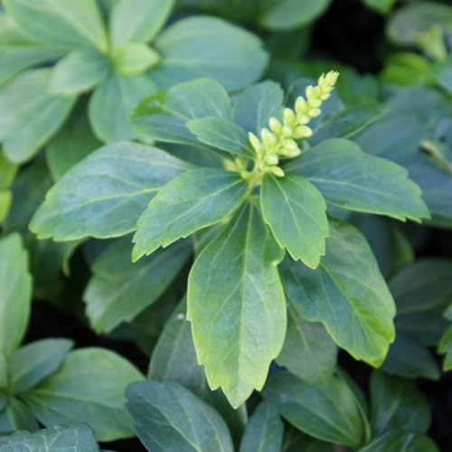 24 x Pachysandra terminalis 'Green Carpet' en godet de 9x9cm, pour 3m² : Le couvre-sol idéal pour les jardins verts.