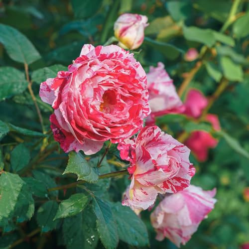 kletterrosen kletterpflanze dekopflanzen balkongewächshäuser garten hochbeet schmetterlingsflieder dachbegrünung bonsai topf büropflanzen rosensamen balkonpflanzen frühling 125samen