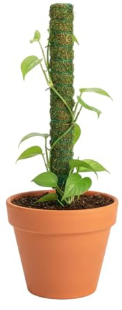 Supporto Per Piante Con Di Muschio, Per Rampicanti | In Muschio Per Piante Rampicanti, Piantes Di Cactus Vite Filodendro E Giardinaggio