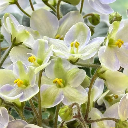 usambaraveilchen wildblumen 600samen x Trockenheitsresistent