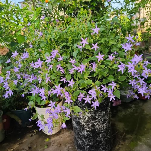 Semi di campanula-Campanula media,facile da piantare coltivazione di semi,resistenti all'aperto regali per gli amanti del giardino 100pcs