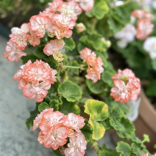 geranio jardín interior reales semillas jardín semillas perennes arbusto mariposas perennes resistentes para 200pcs