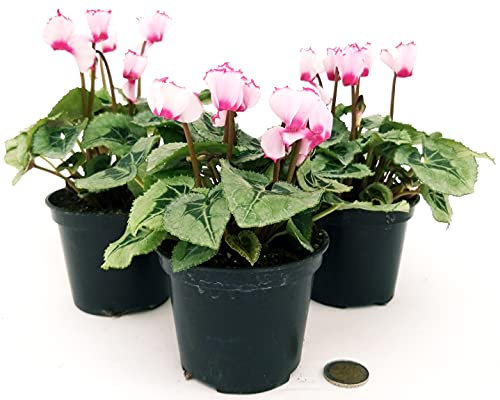 POWERS TO FLOWERS - CICLAMINO PROFUMATO DI MONTAGNA, 3 PIANTE, vaso 11cm, piante vere