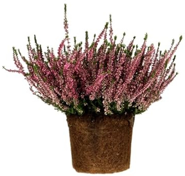 Erica o Calluna la Planta Natural que es un Regalo Perfecto para Cualquier Ocasión